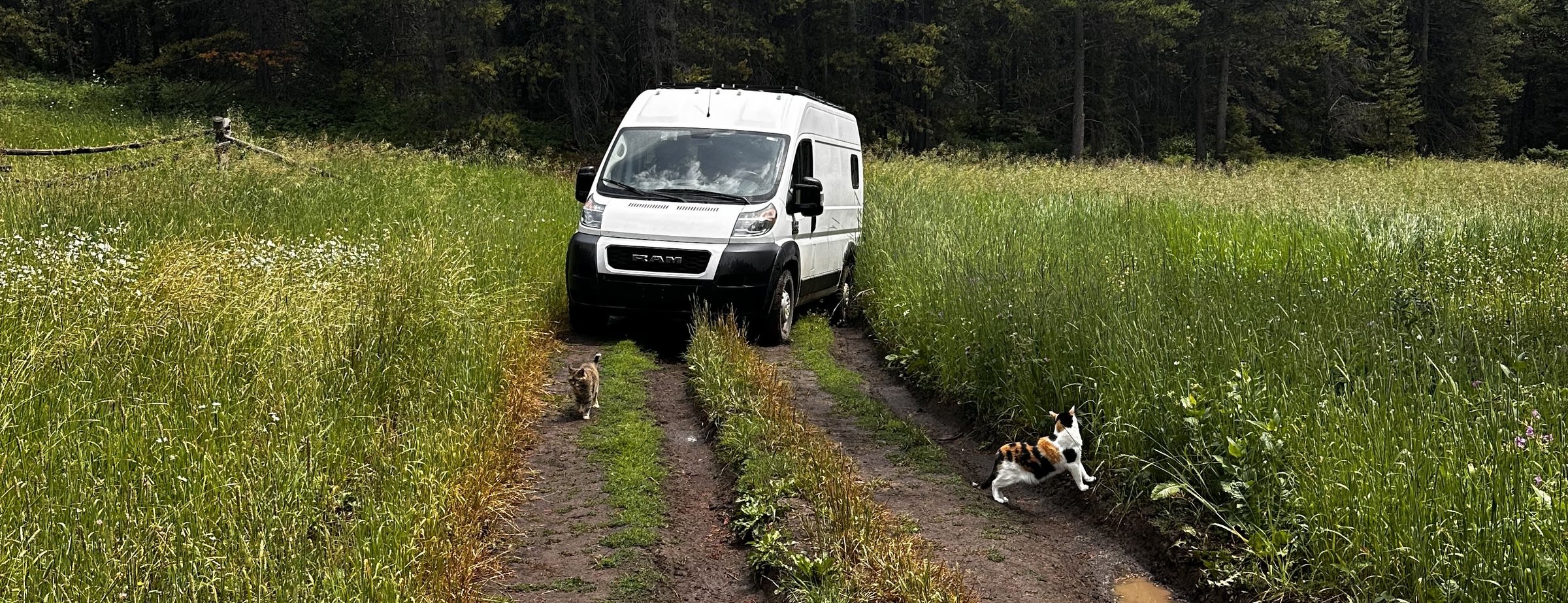 Tee's van parked on a two-track through a meadow, with both cats walking the ruts