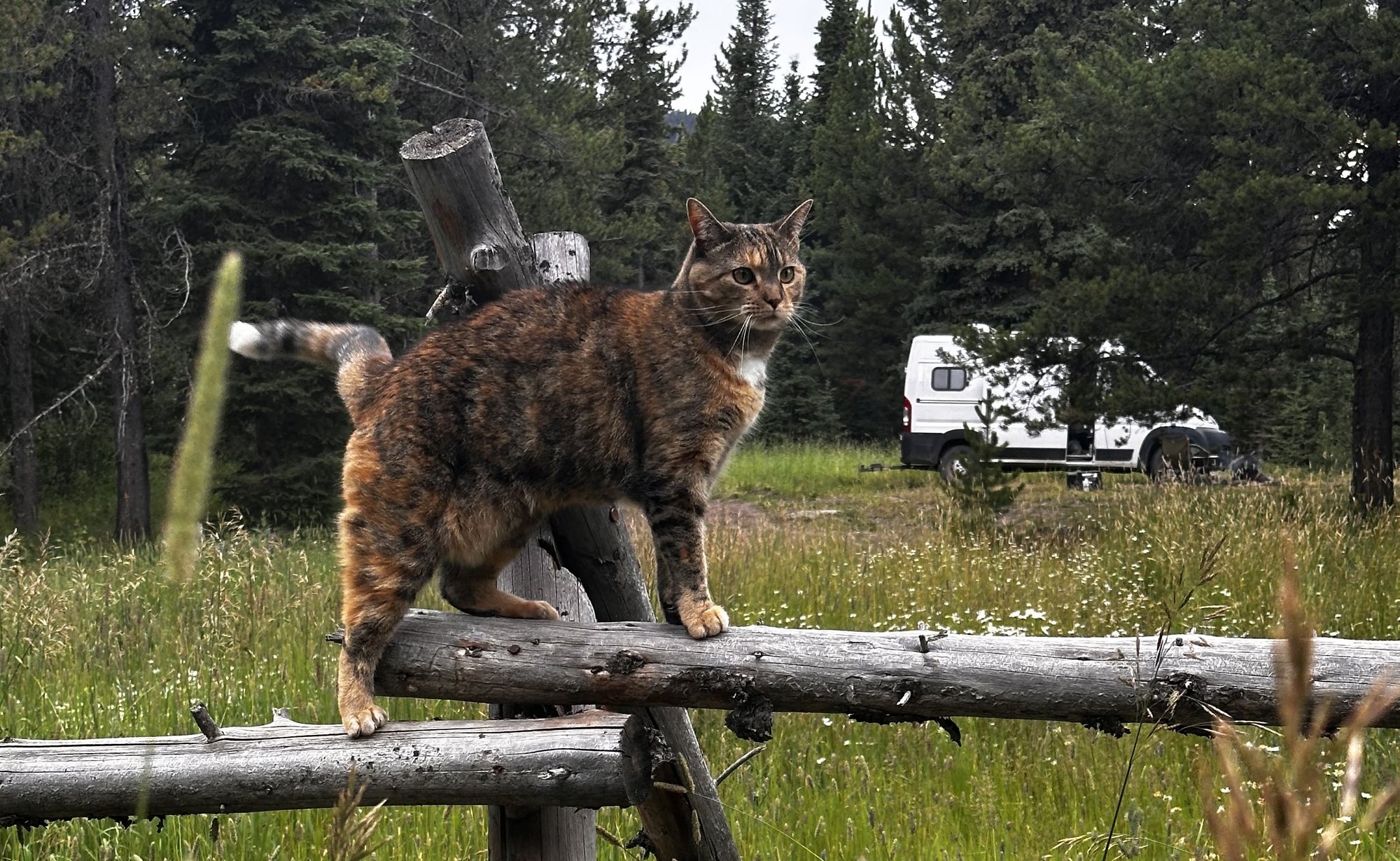 Boudica the calico cat standing on a fence rail, the van parked in the meadow behind her
