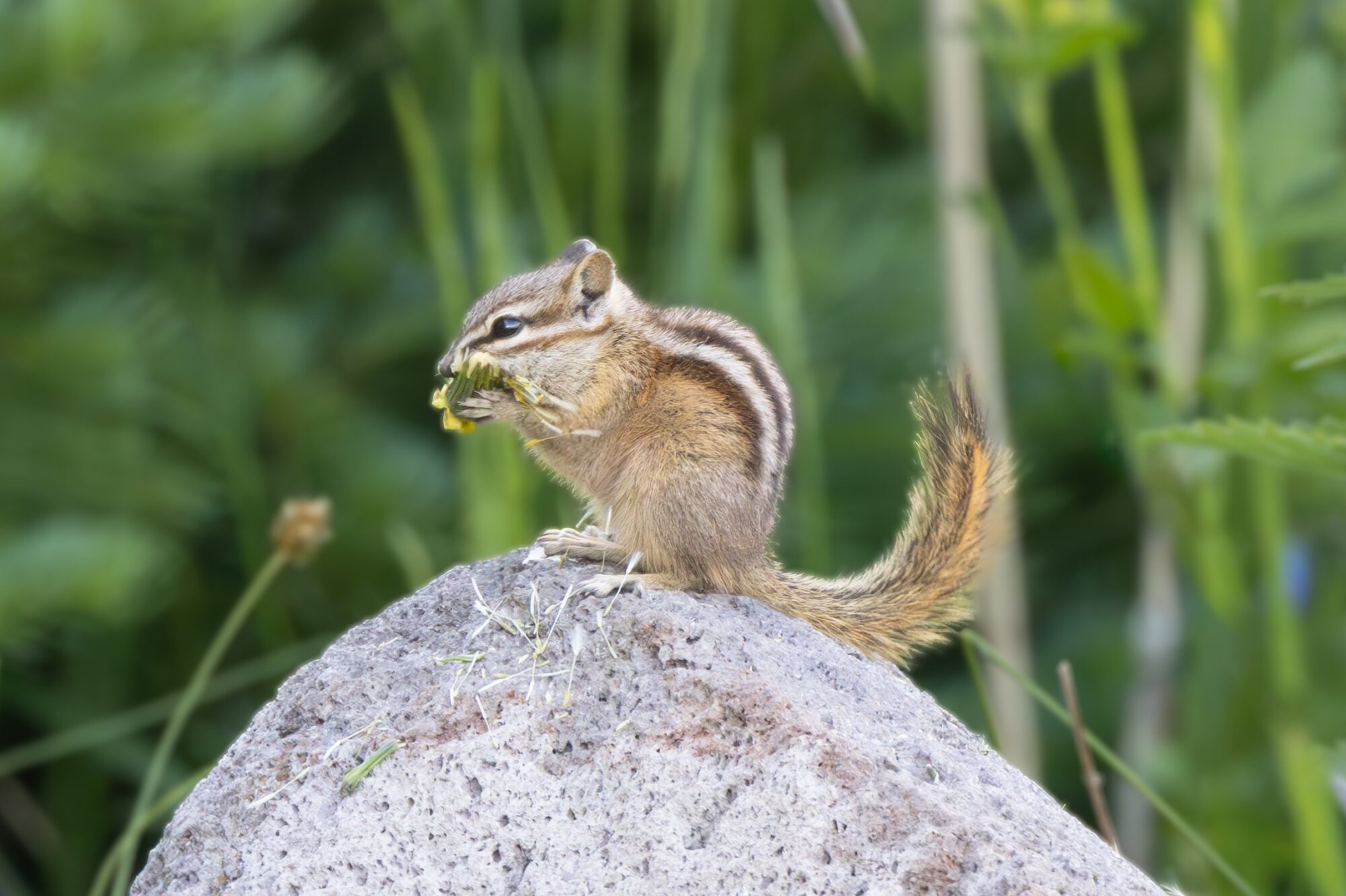 Chipmunk Munch 1