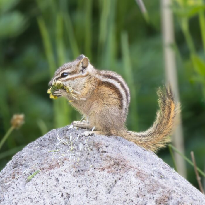 Chipmunk Munch 1