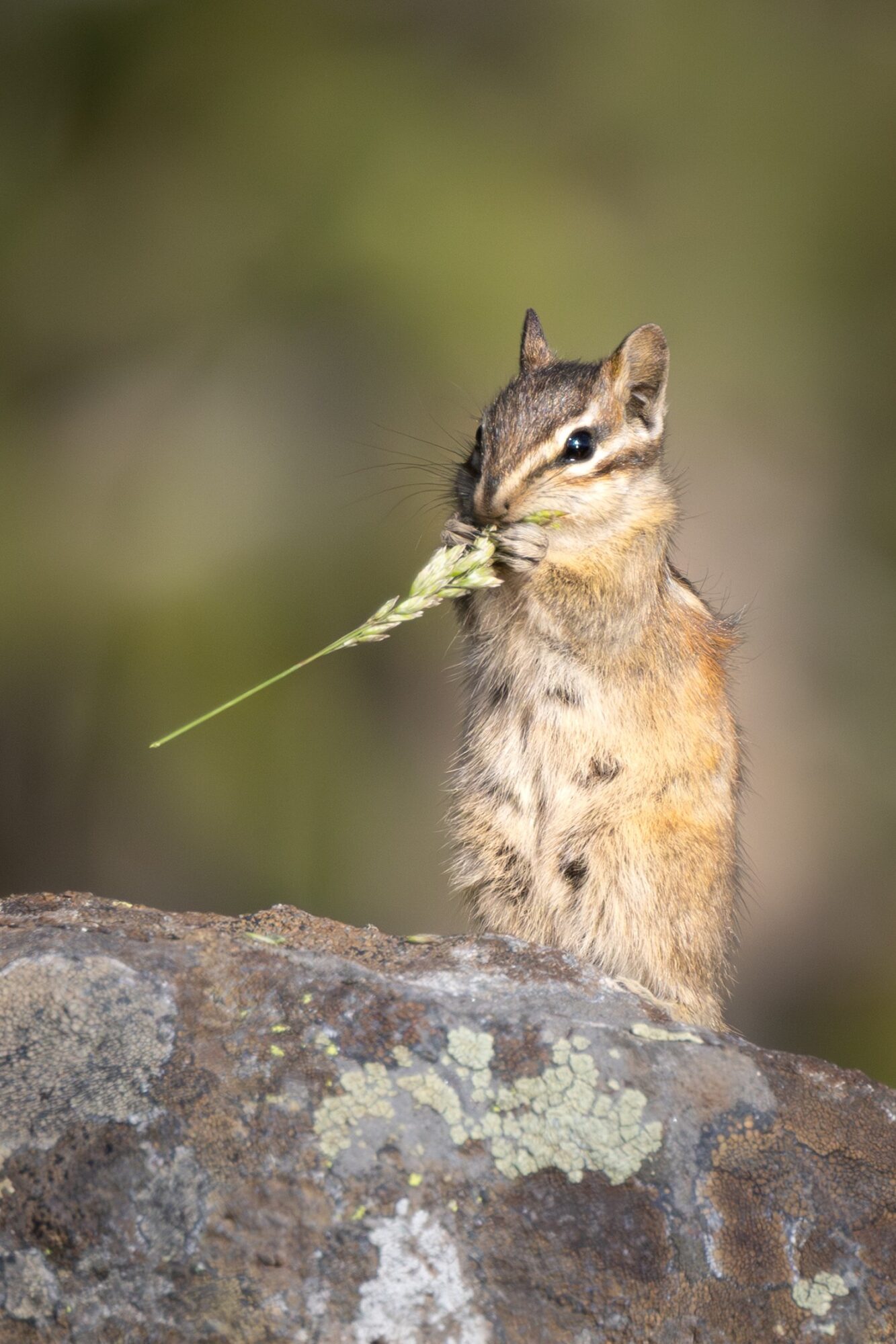 Chippie Munch Long Grass