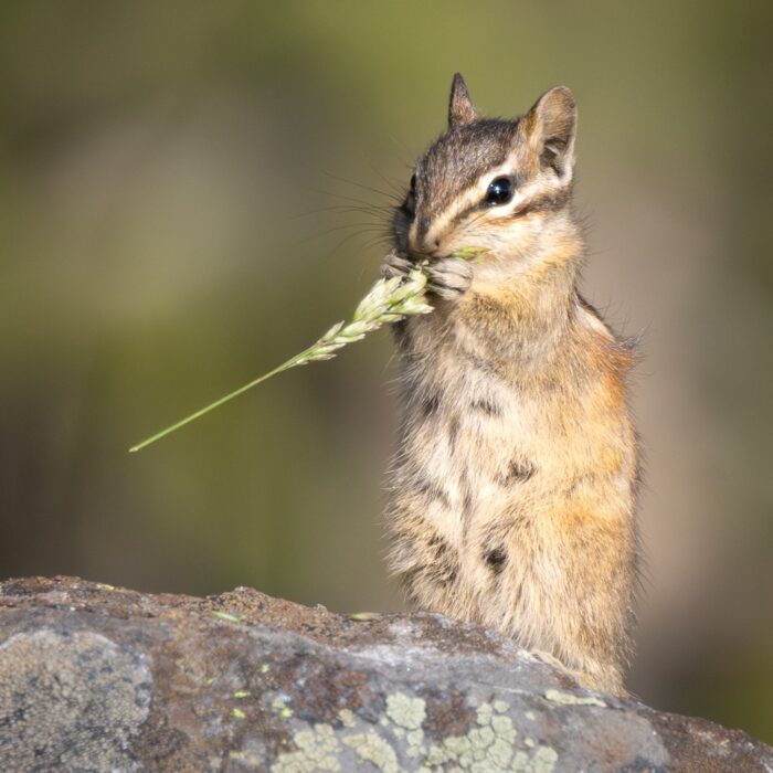 Chippie Munch Long Grass