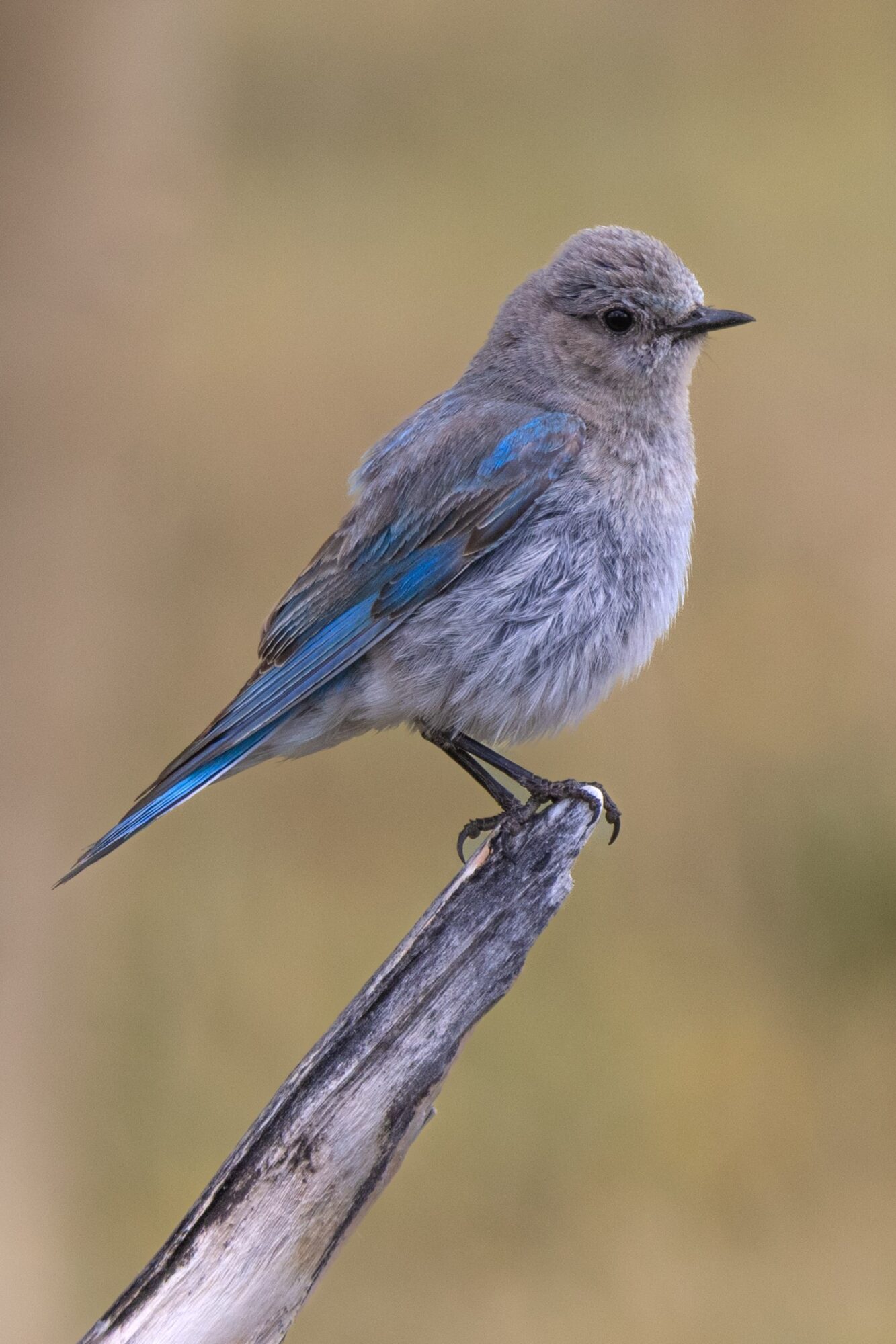 Female Blue Bird
