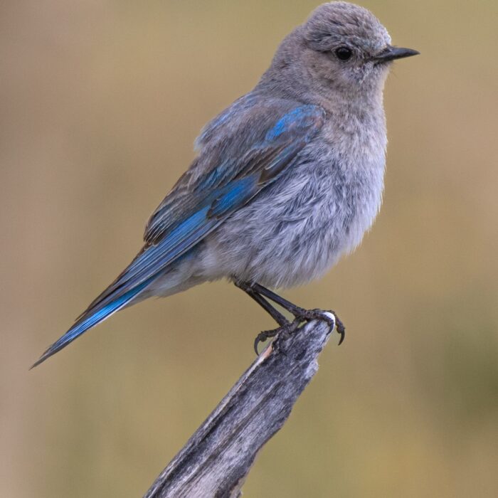 Female Blue Bird