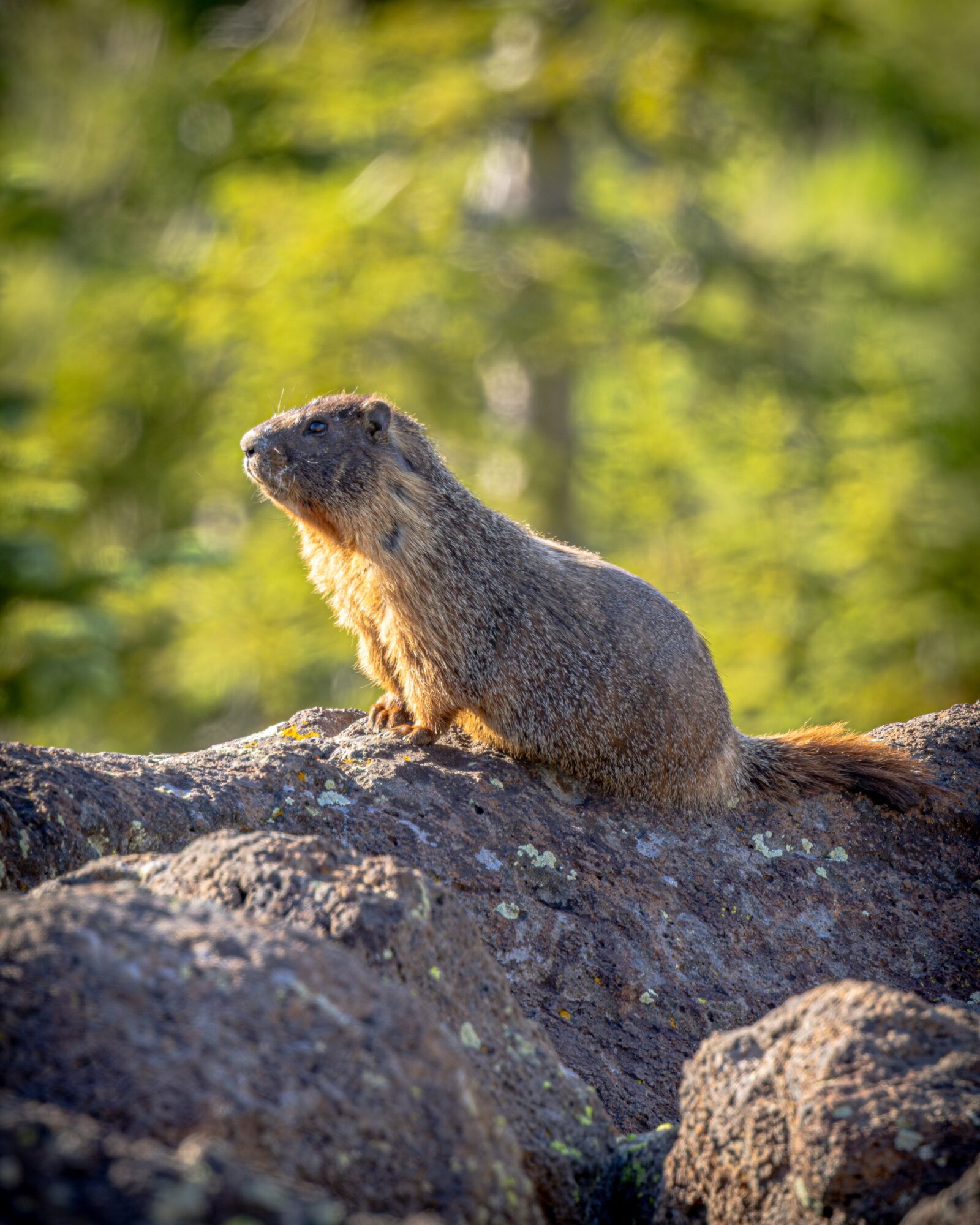 Golden Marmot