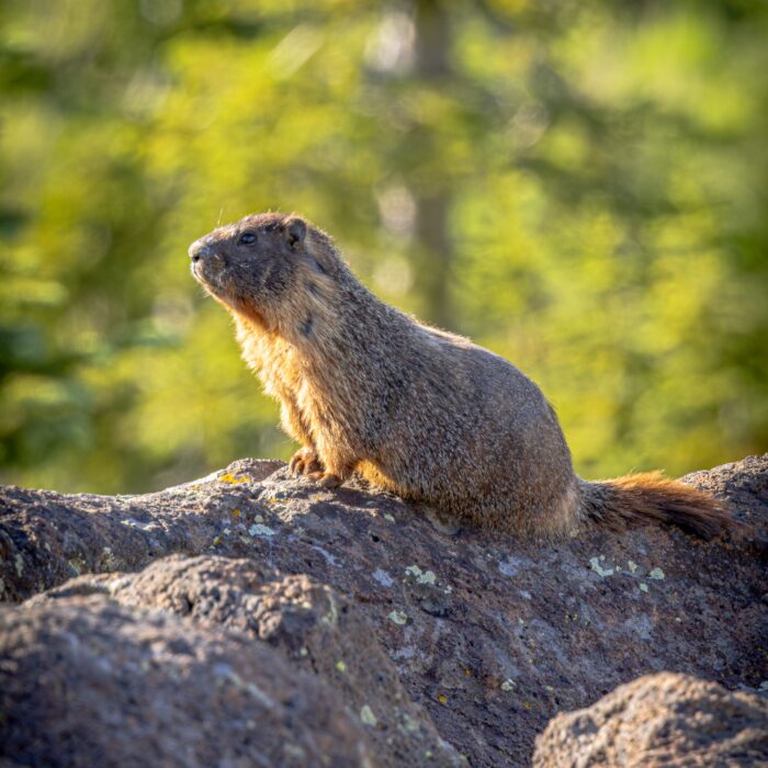 Golden Marmot