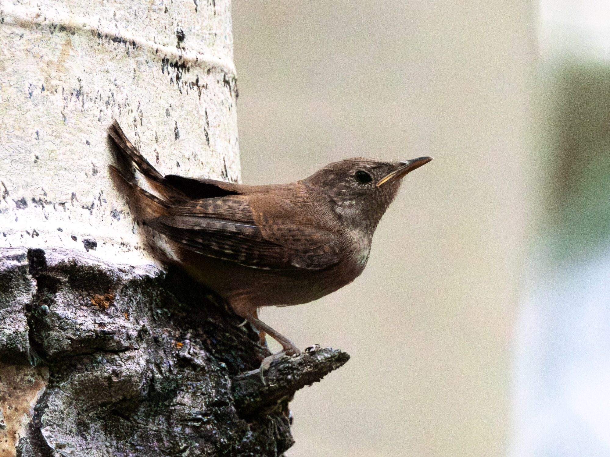Hermit Thrush or Something