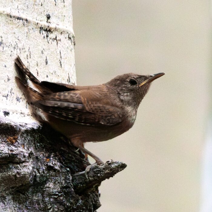 Hermit Thrush or Something