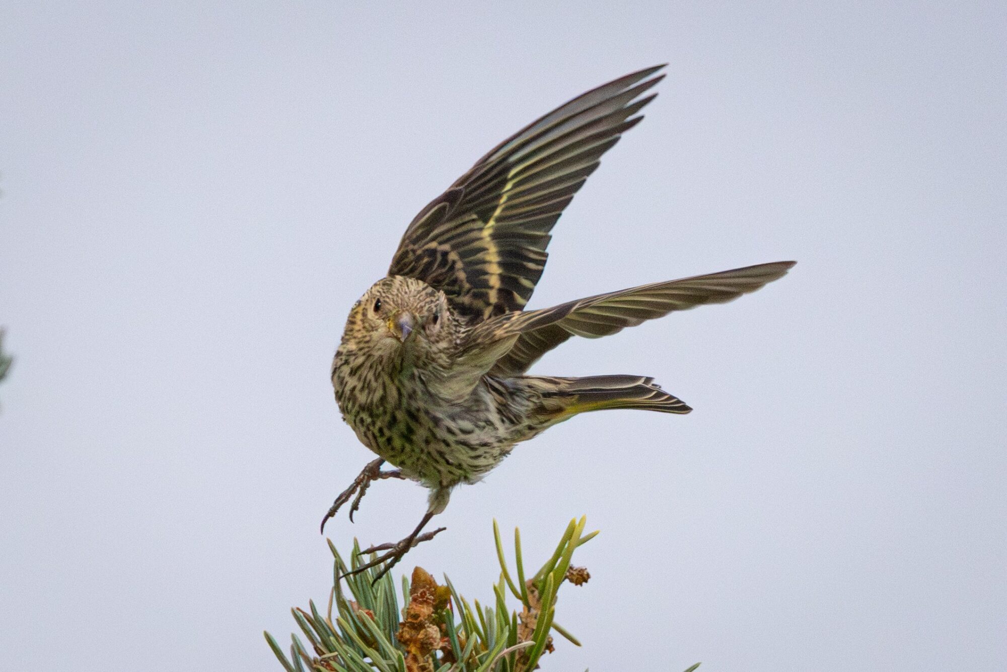 Leaping Spinus Pinus