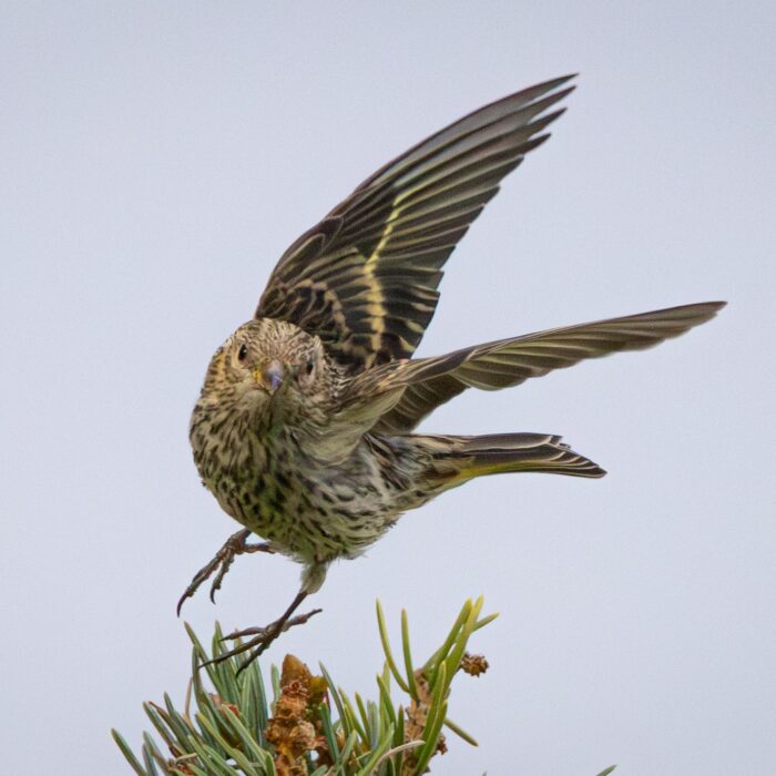 Leaping Spinus Pinus