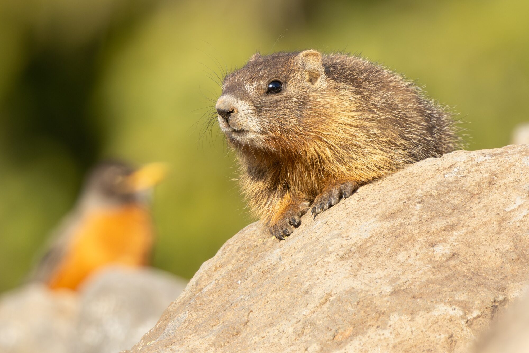 Marmot and Robin