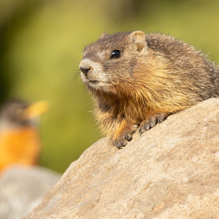 Marmot and Robin