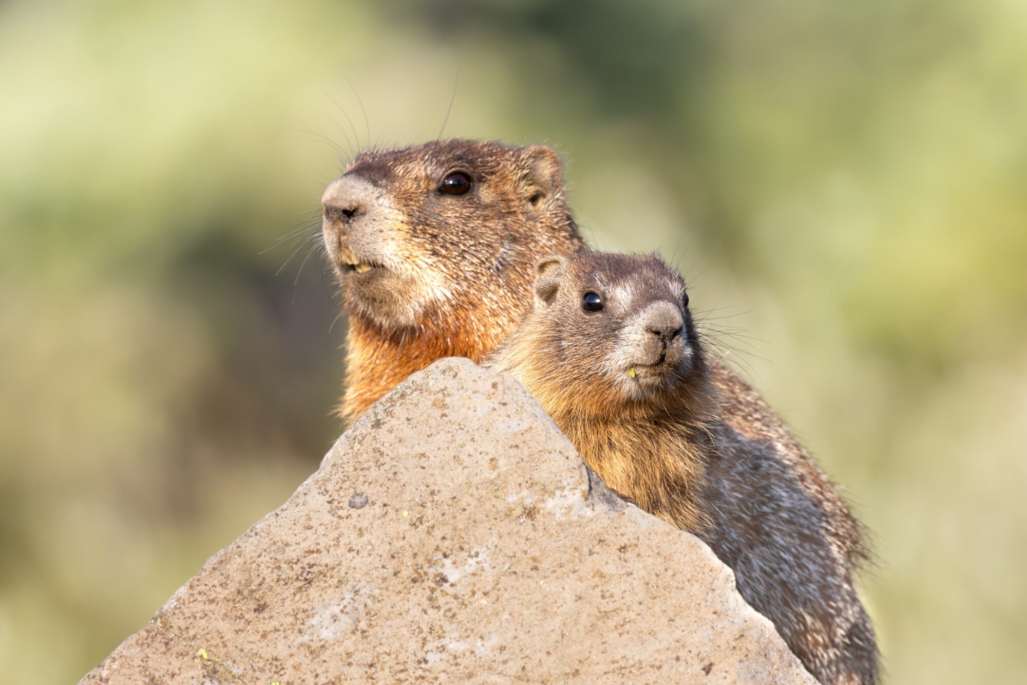 Mom Baby Marmot 1