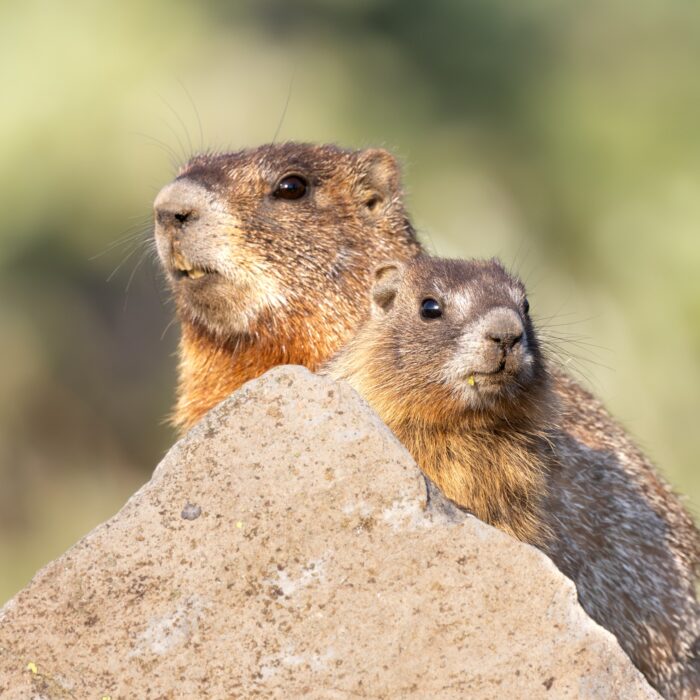 Mom Baby Marmot 1