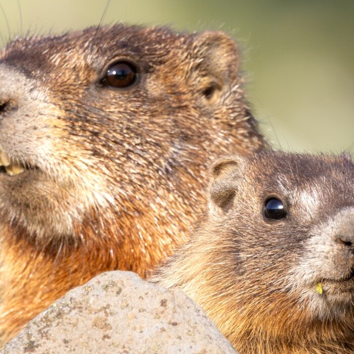 Mom Baby Marmot 2
