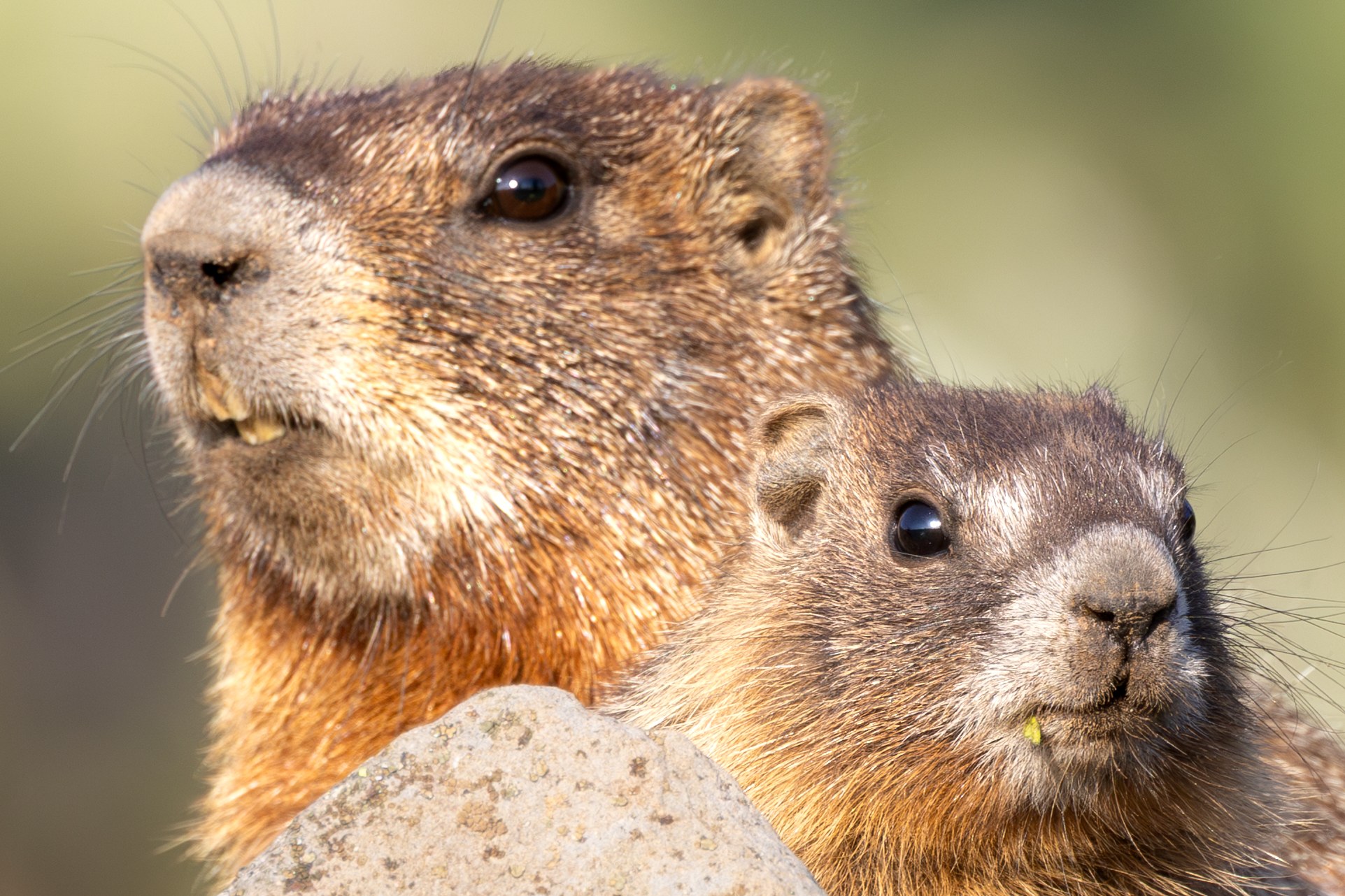 Mom Baby Marmot 2
