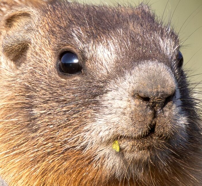 Mom Baby Marmot 3