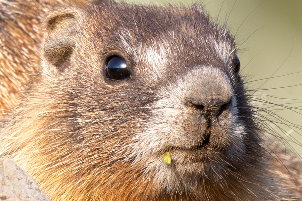 Mom Baby Marmot 3