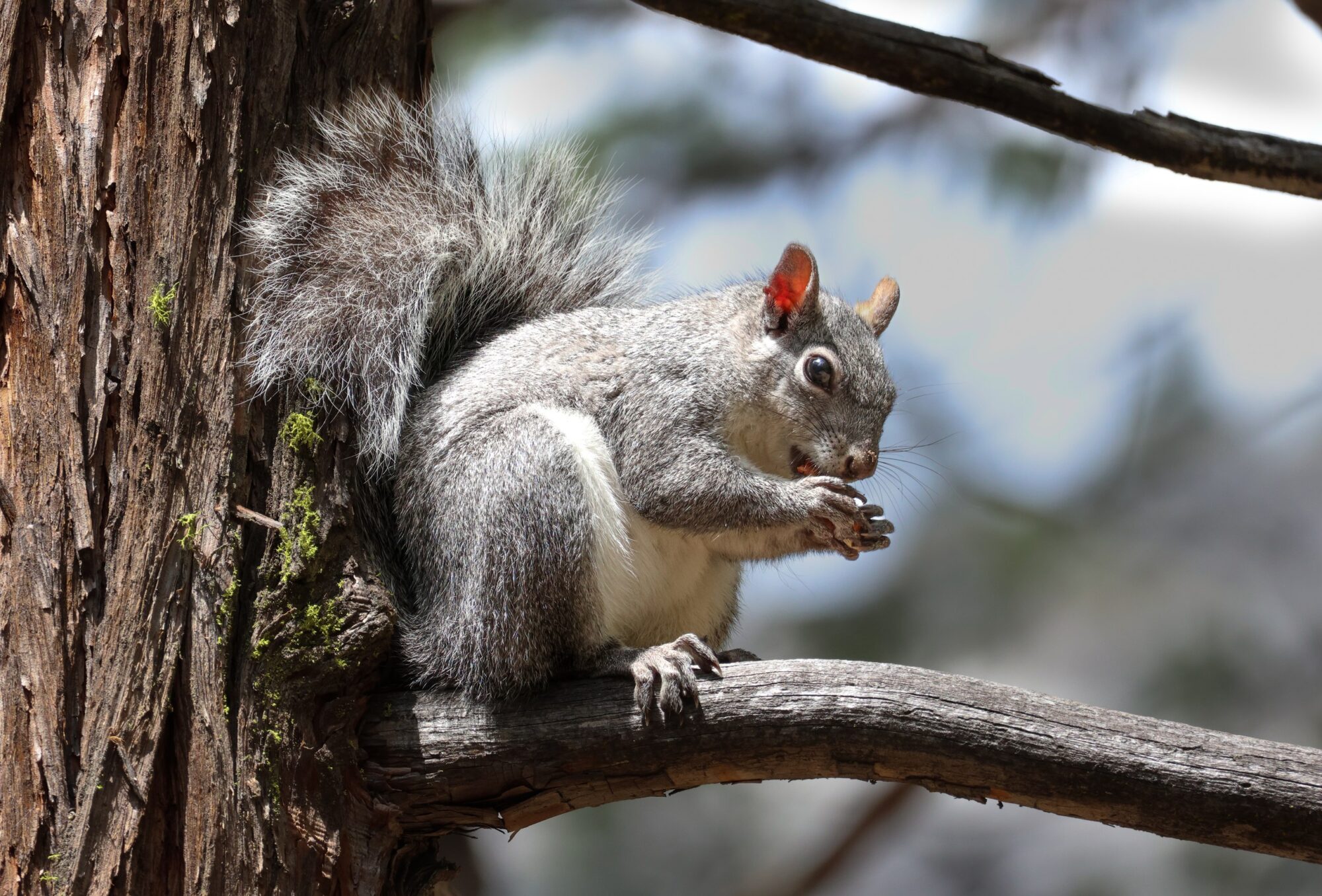 Squirrel Nut Long 2