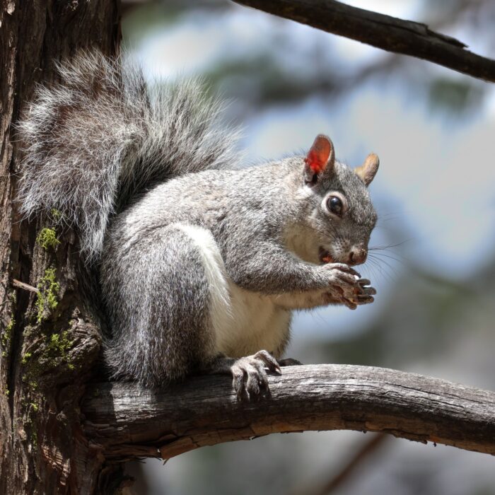 Squirrel Nut Long 2