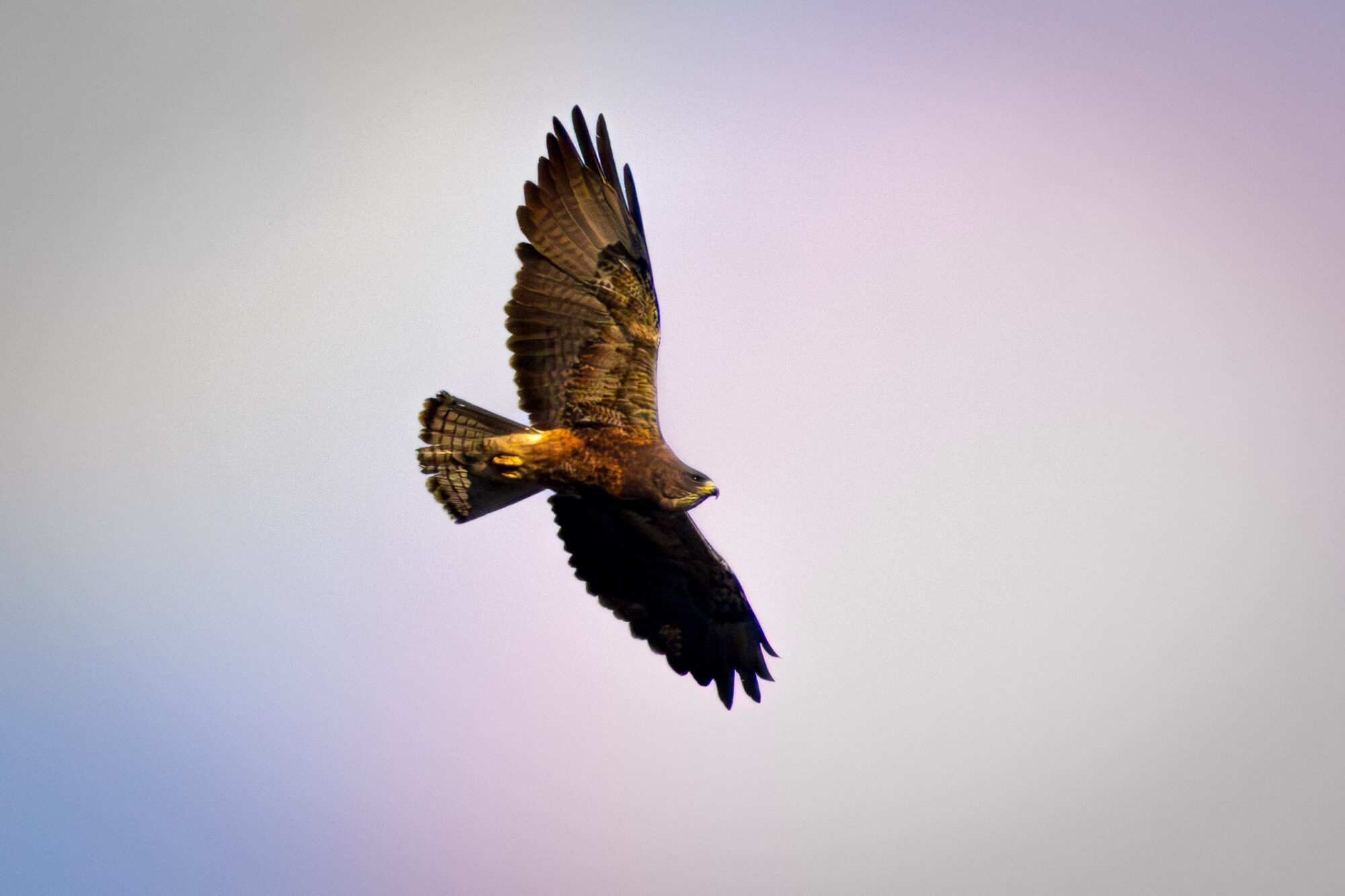 Swainsons Hawk