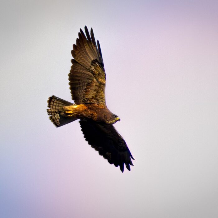 Swainsons Hawk