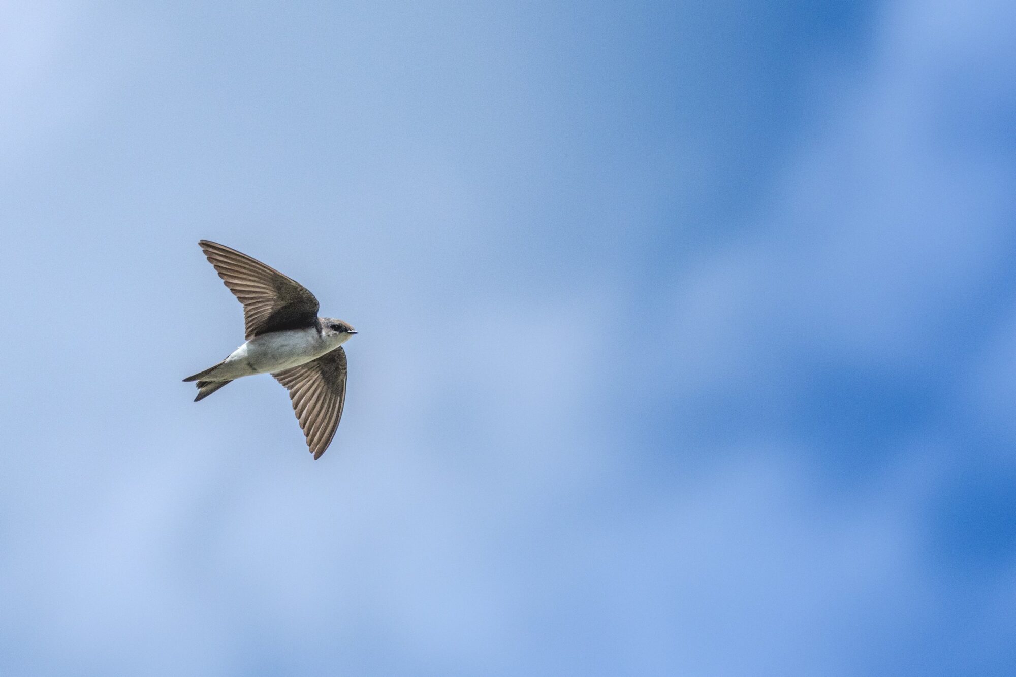 Tree Swallow in Flight