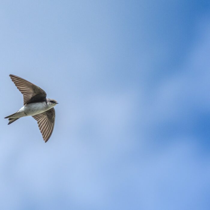 Tree Swallow in Flight