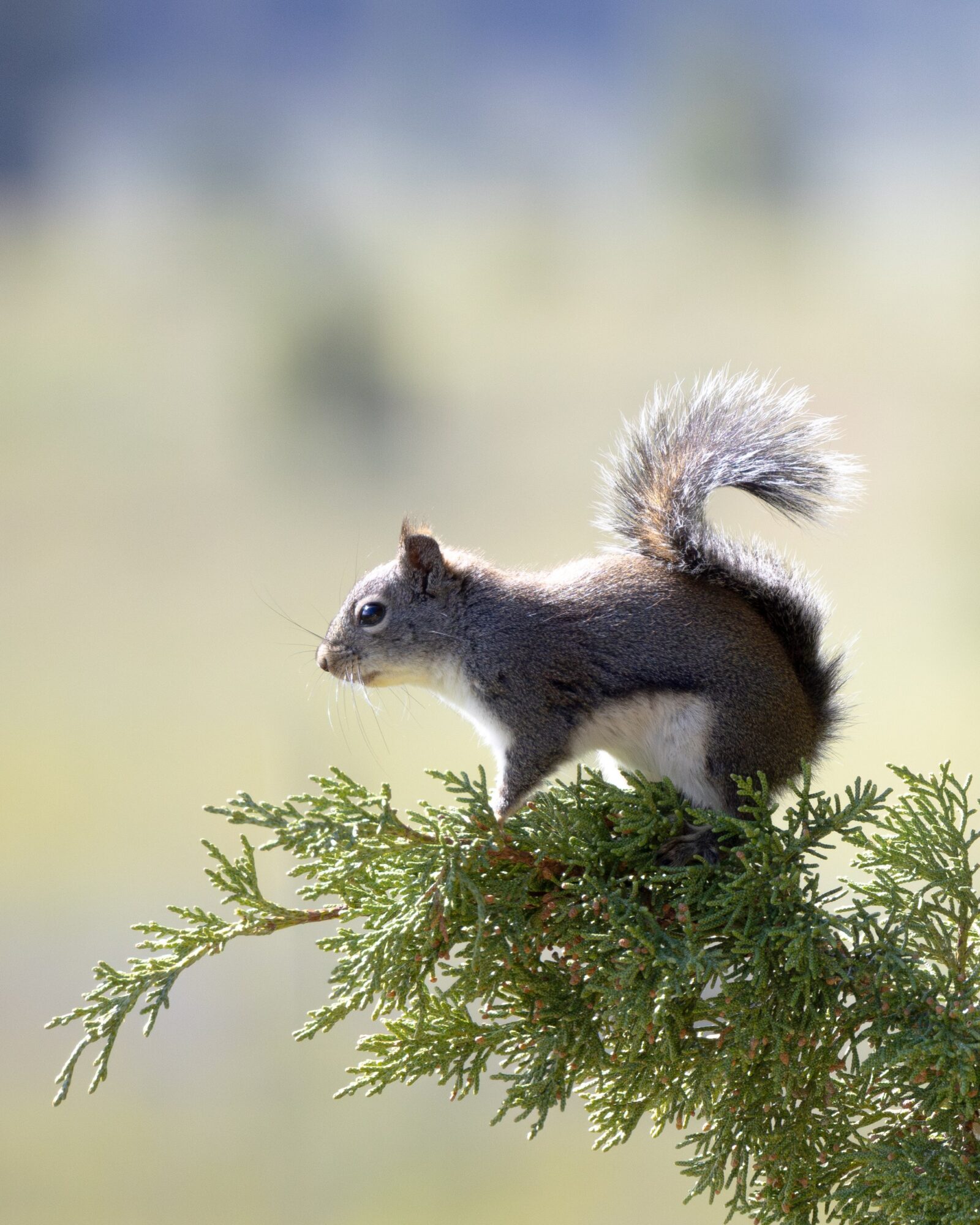 Baby Squirrel