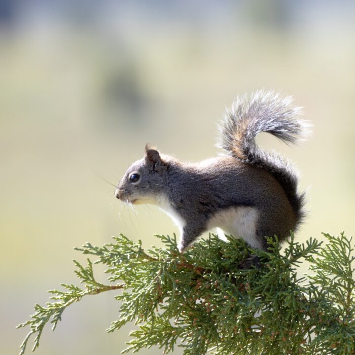 Baby Squirrel