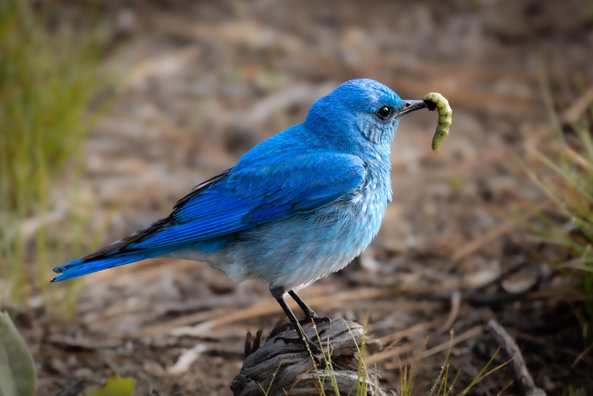 Blue Bird Bug