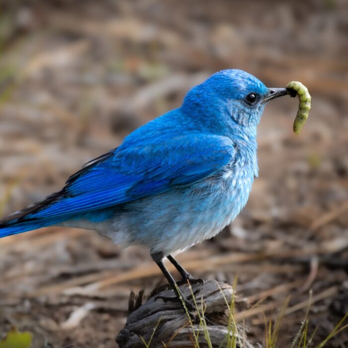 Blue Bird Bug