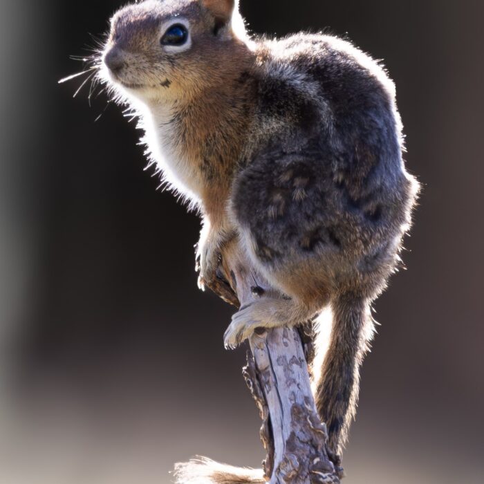 Chipmunk Branch