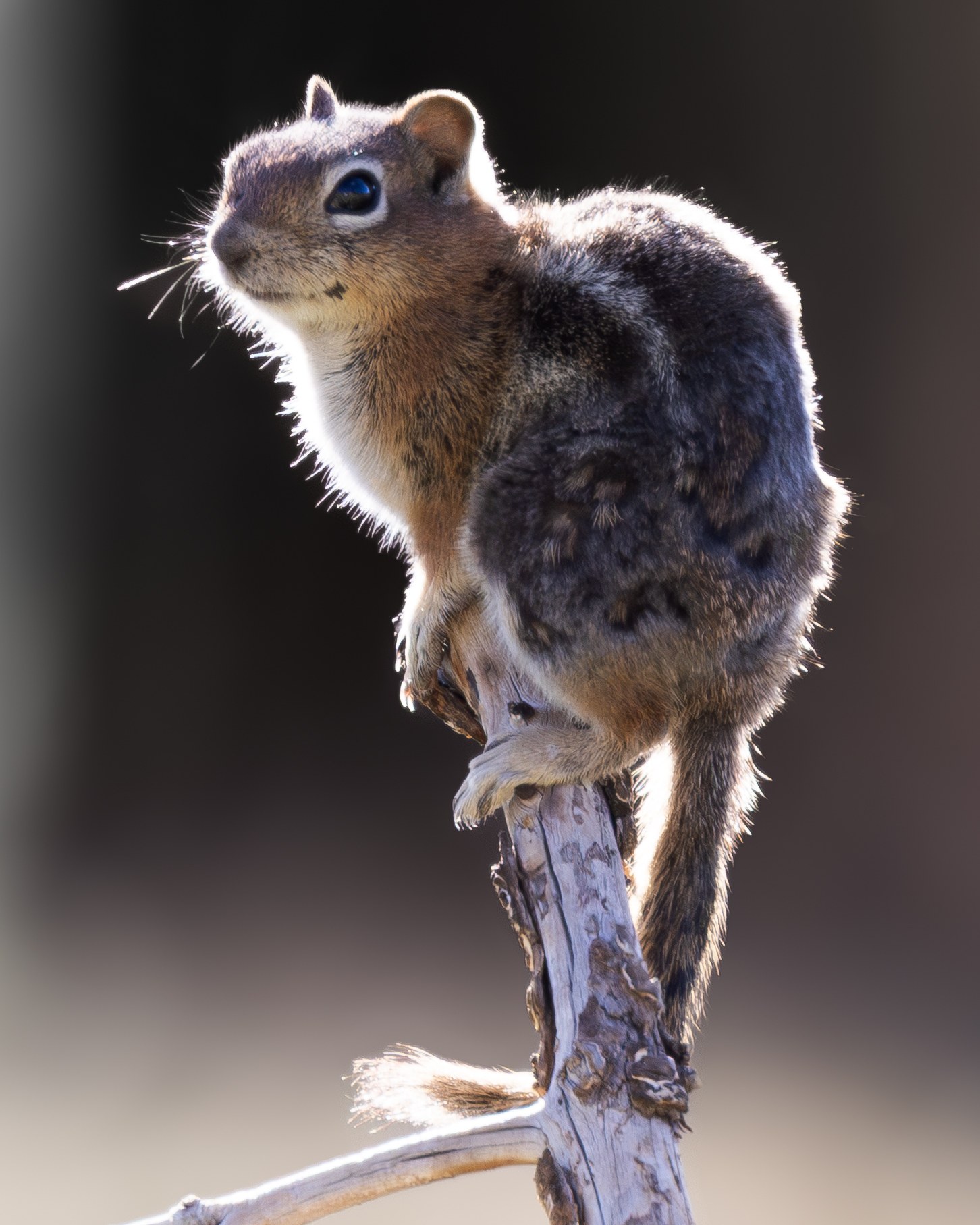 Chipmunk Branch