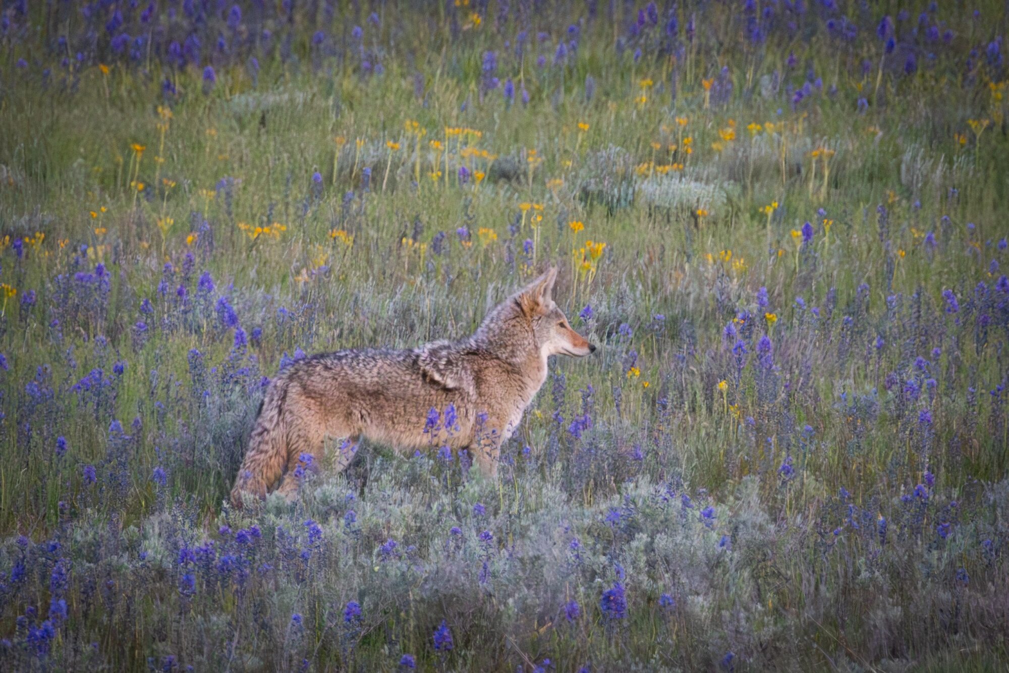 Coyote