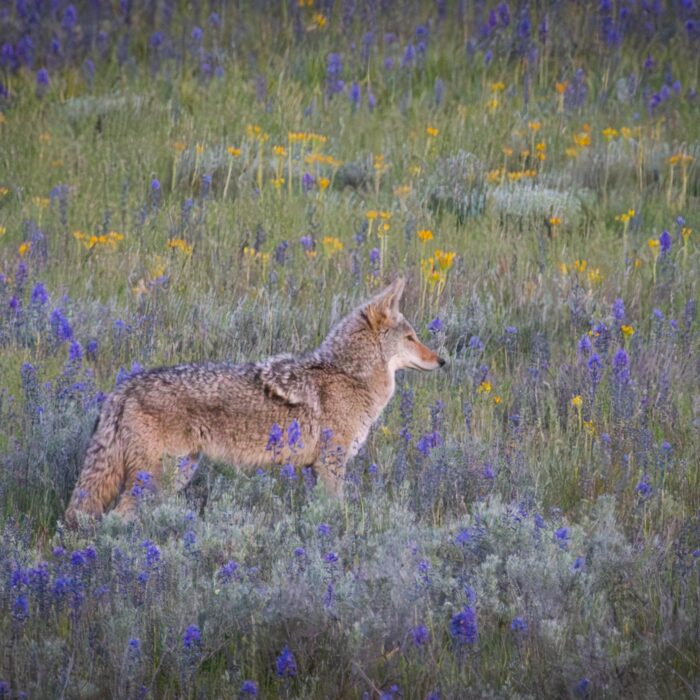 Coyote