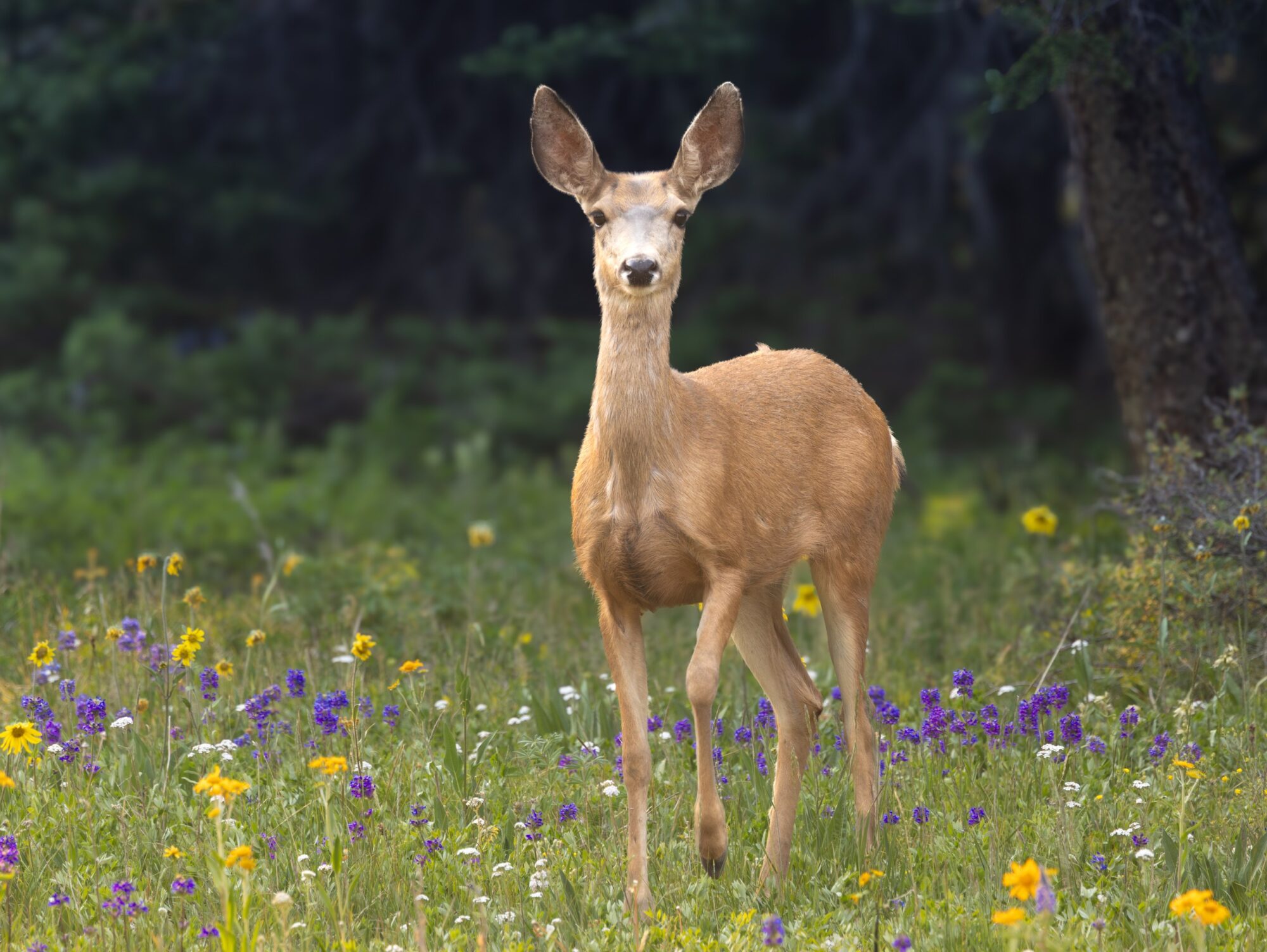 Golden Doe 2