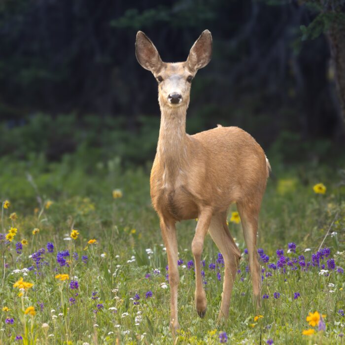 Golden Doe 2