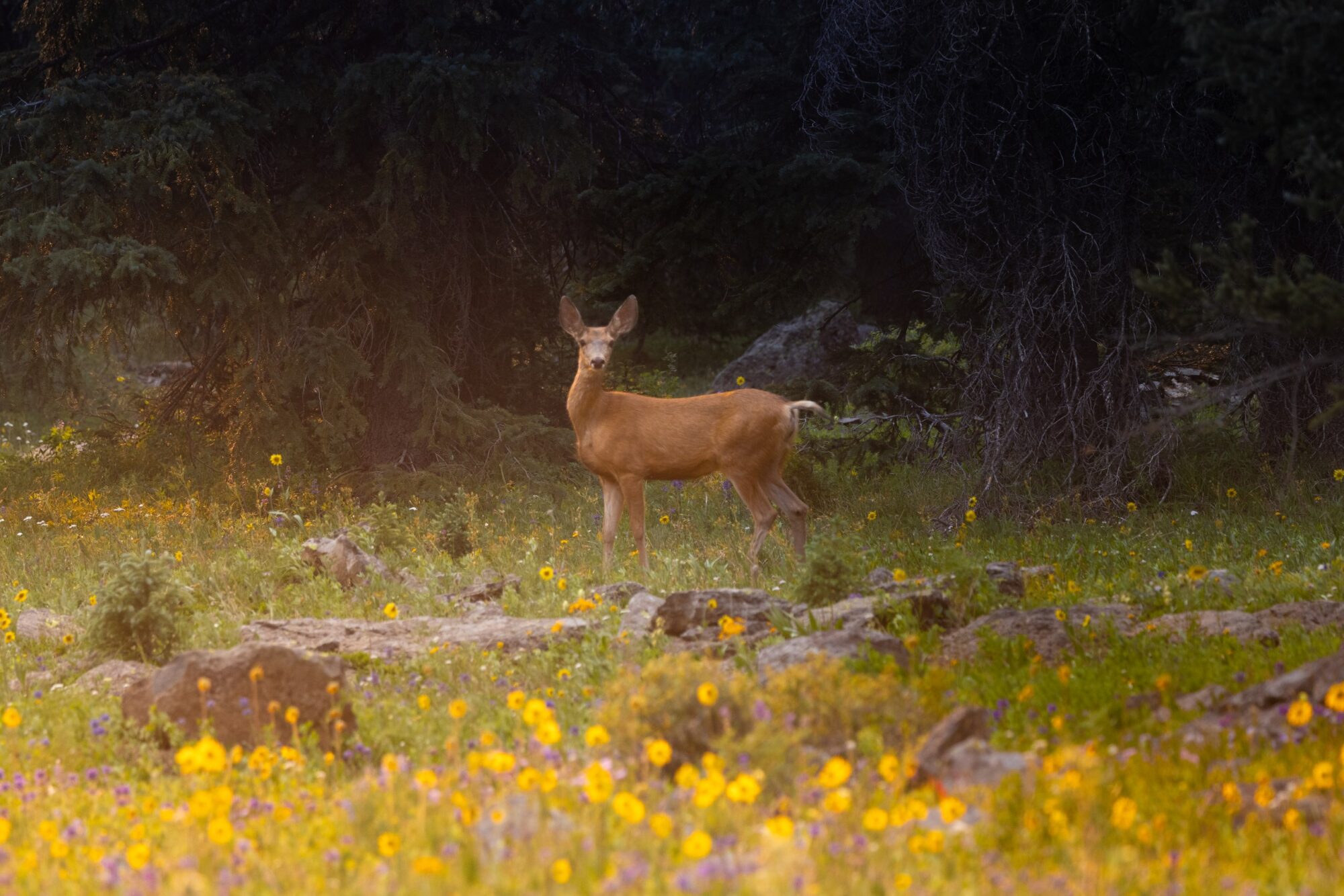 Golden Doe 3