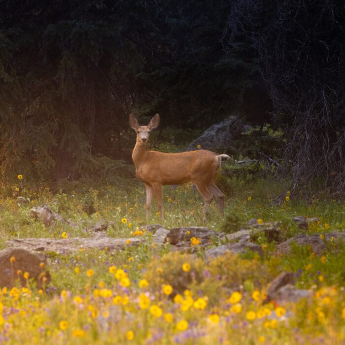 Golden Doe 3