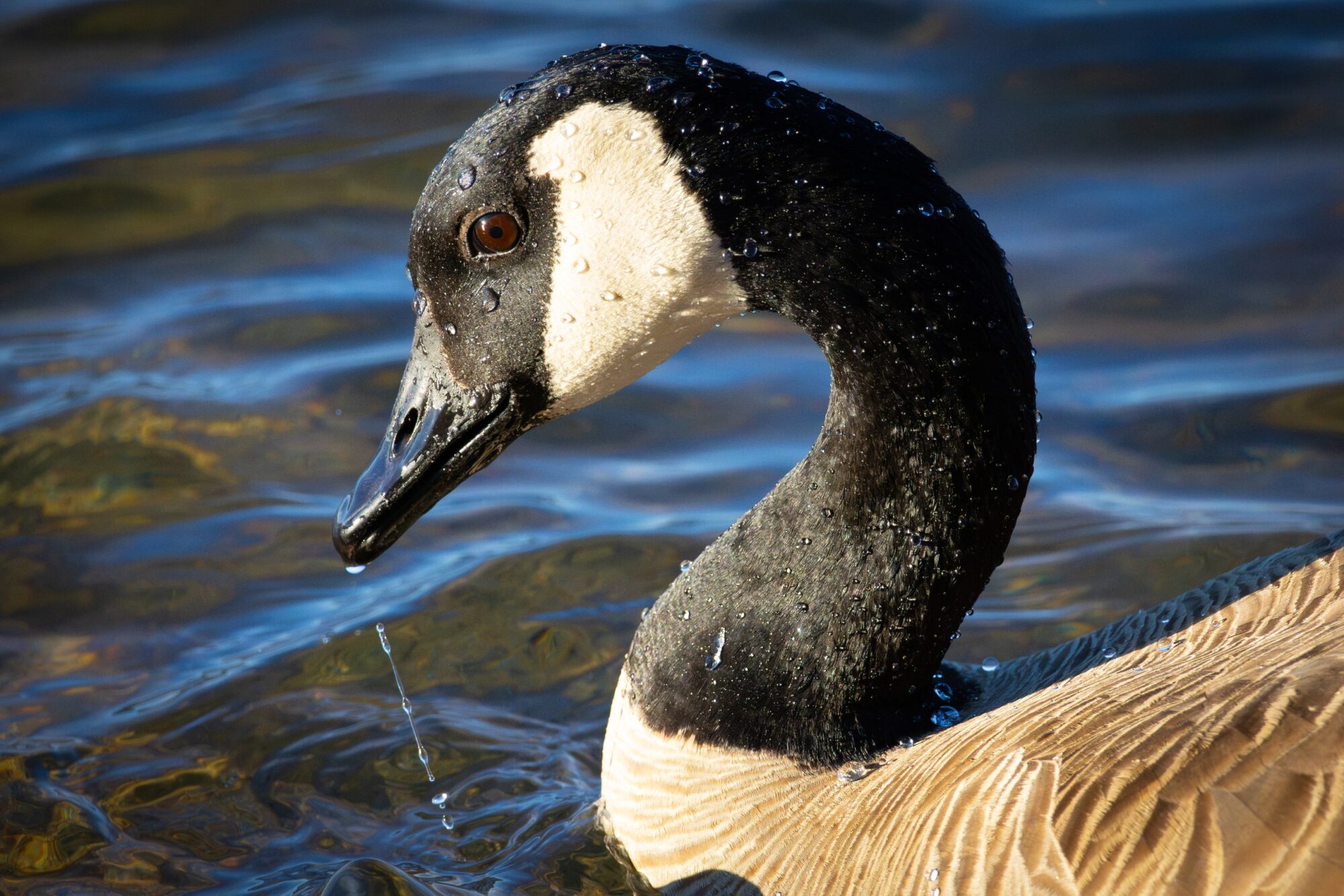 Golden Goose