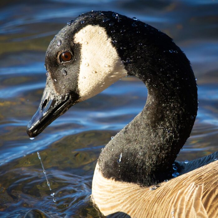 Golden Goose