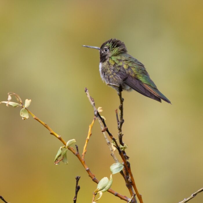 Hummingbird