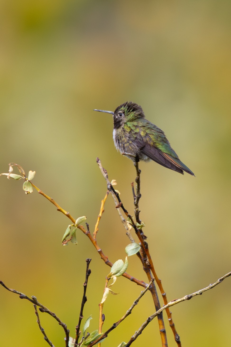Hummingbird