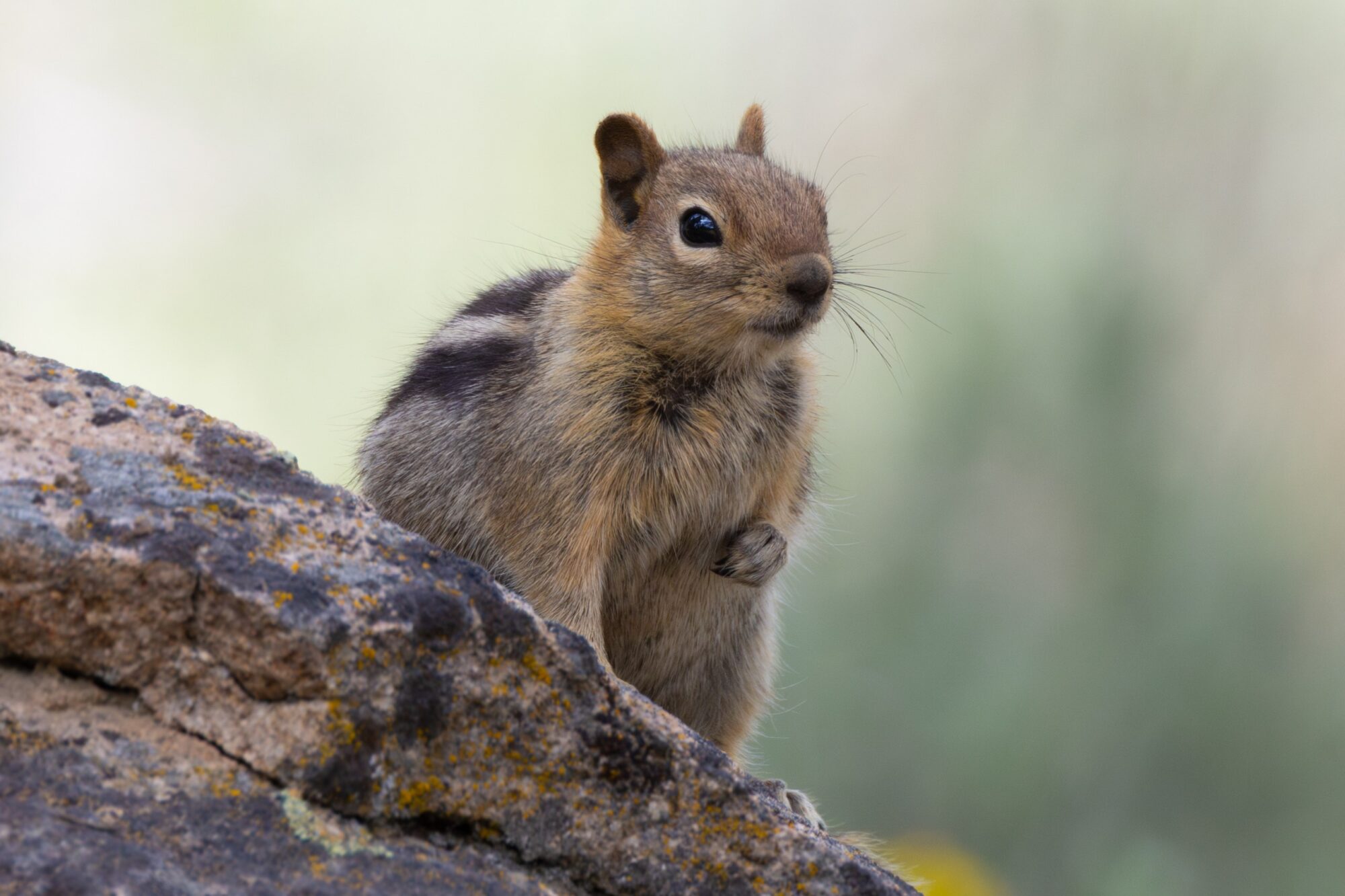 Polite Chipmunk