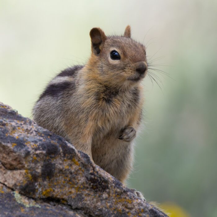 Polite Chipmunk