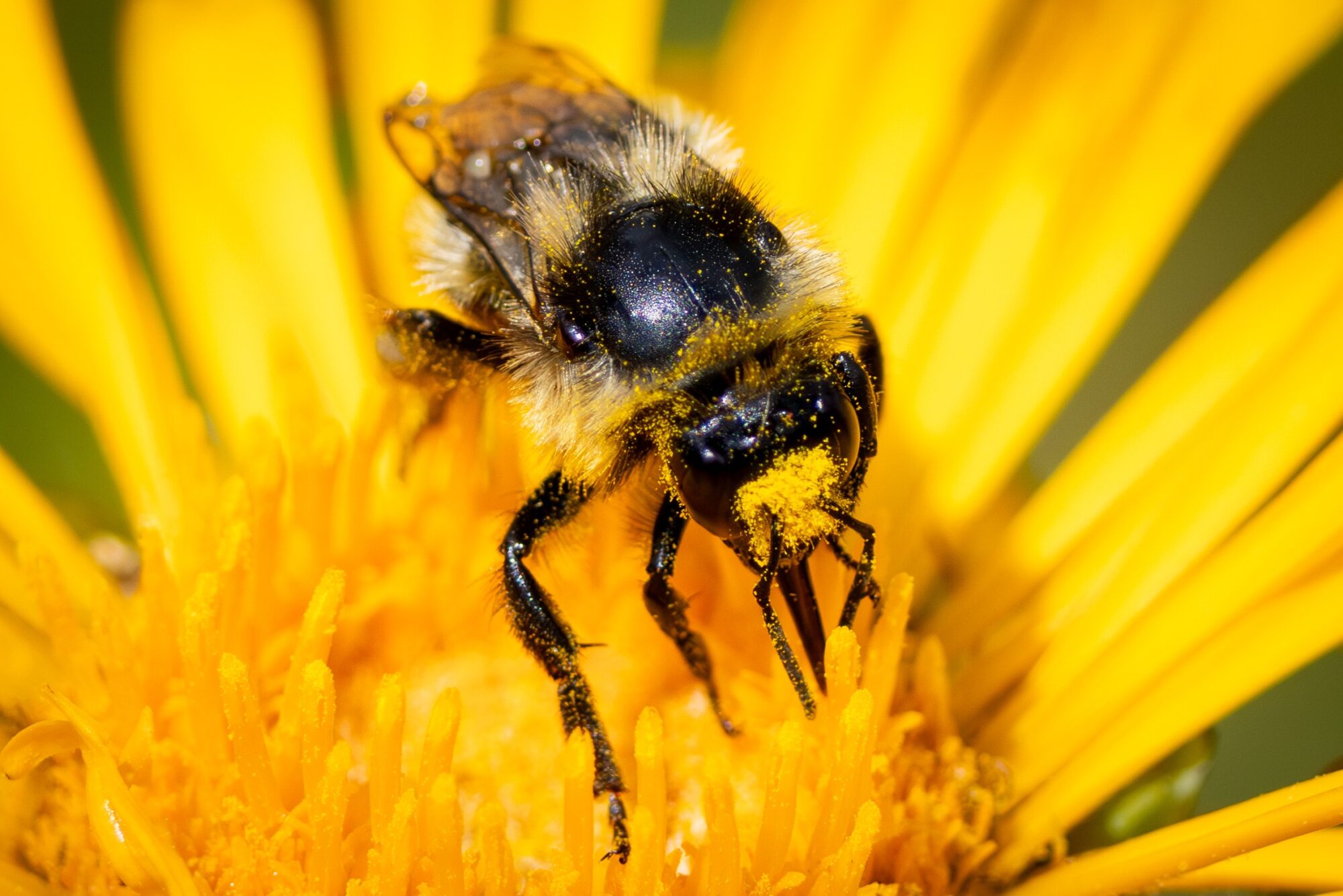 Pollen Bee