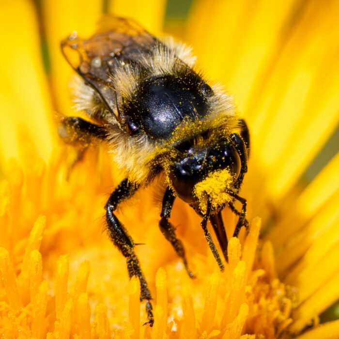 Pollen Bee