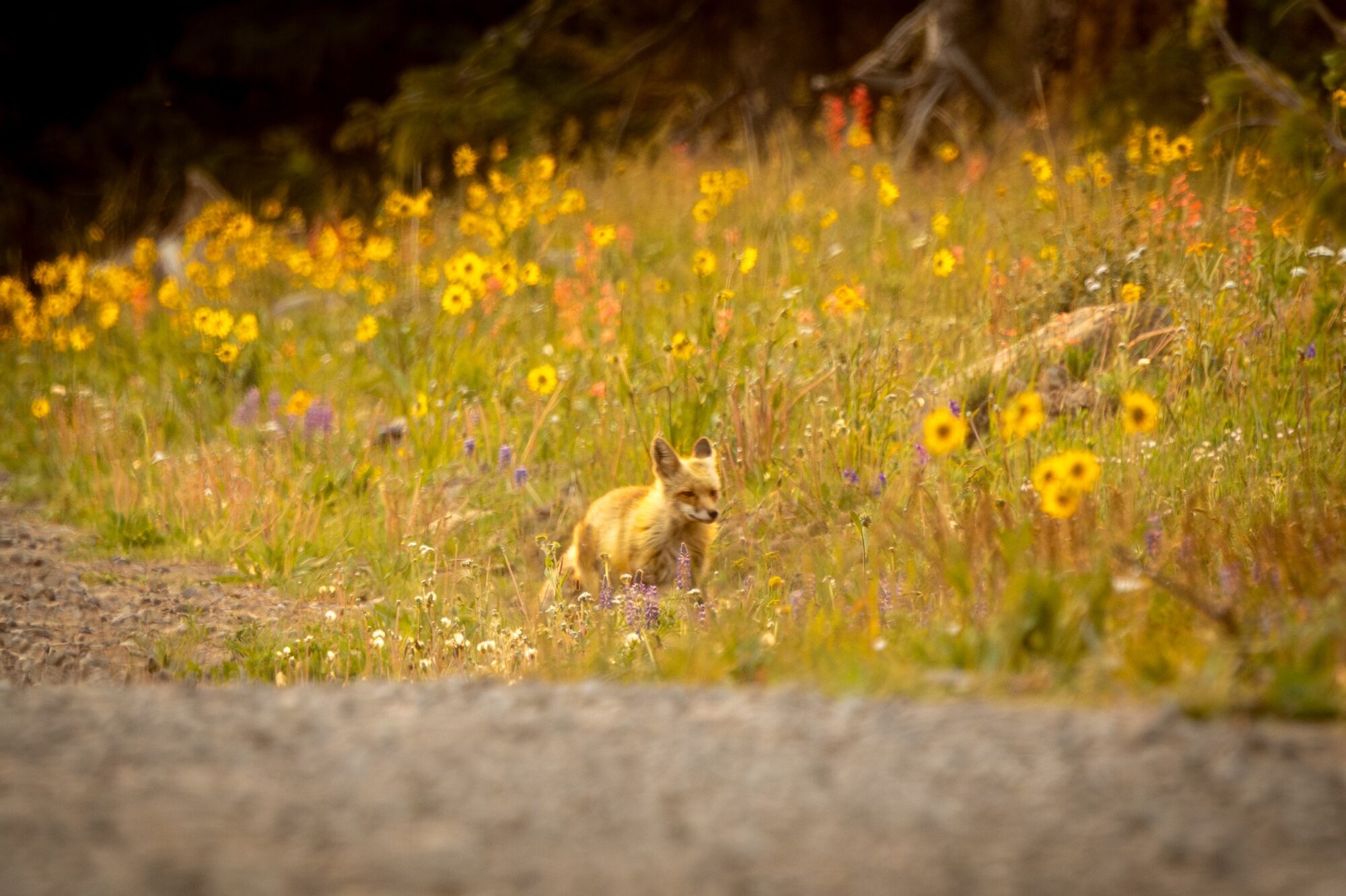 Red Fox 3