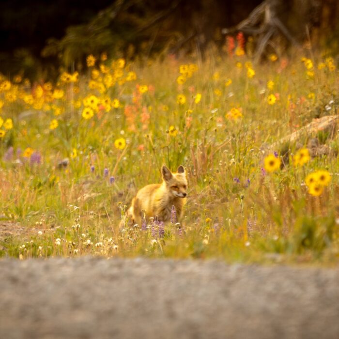 Red Fox 3